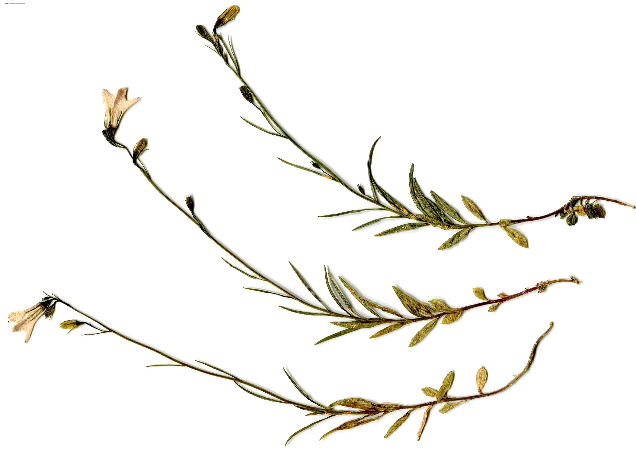 Campanula rotundifolia subsp. hispanica (Campanulaceae)